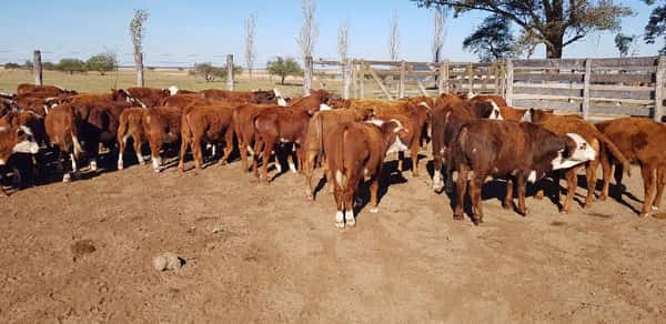 Lote 90 Terneros/as en Esquina, Corrientes