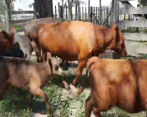 Lote 8 Vacas nuevas en Gral. Lamadrid, Buenos Aires