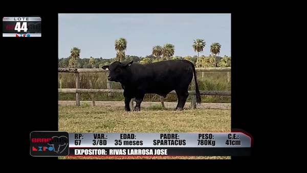 Lote Brangus a Campo Expo 2022 - Lote 44