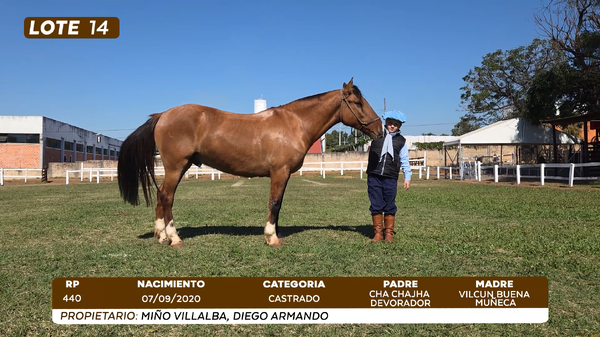 Lote LOTE 14