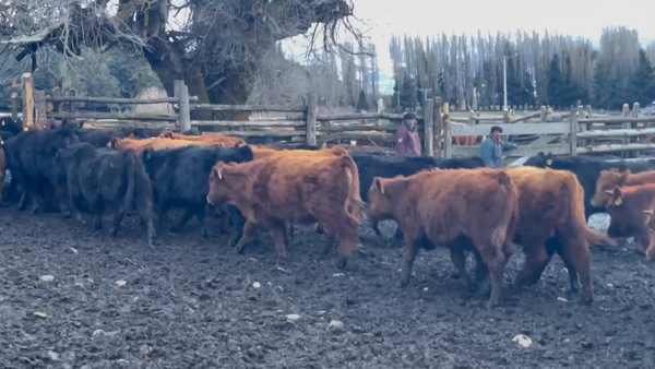 Lote 60 Ternero en Coyhaique, XI Región Aysén