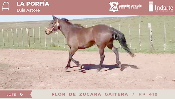 Lote FLOR DE ZUCARA GAITERA