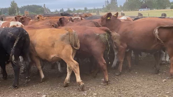 Lote 50 Novillo Engorda en Osorno, X Región Los Lagos