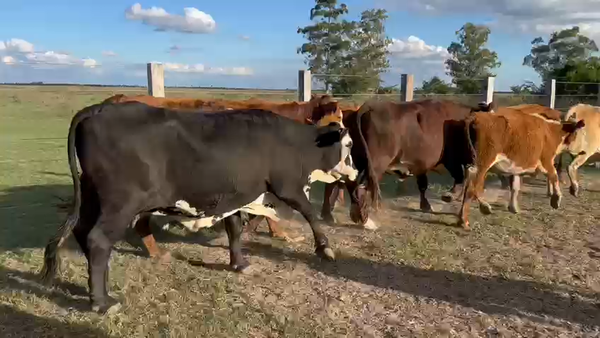 Lote 35 Vacas CUT preñadas en Goya, Corrientes