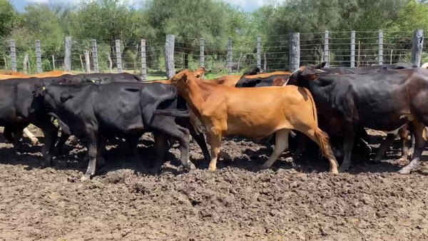 Lote 280 Novillitos en Estanislao Del Campo, Formosa