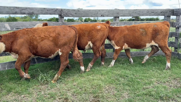 Lote TERNEROS