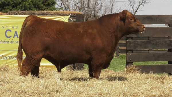 Lote TOROS ABERDEEN ANGUS PP  "BORGIA" y "Bombazo"