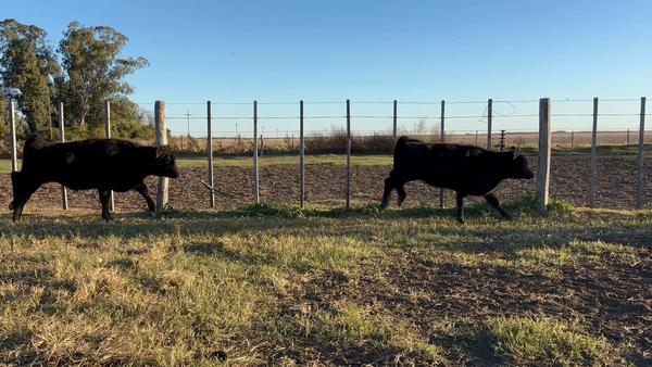 Lote 72 Terneros/as