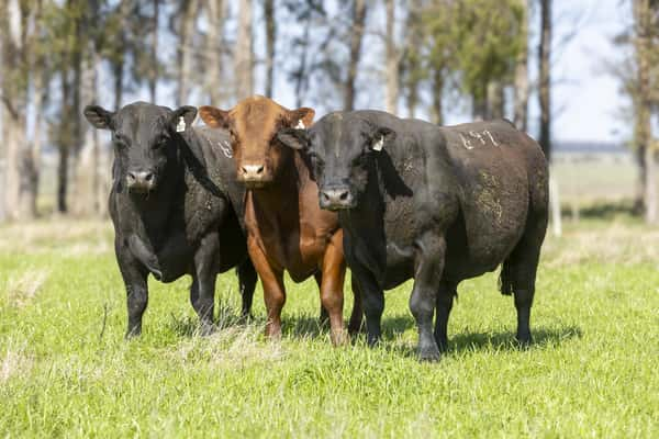 Lote Lote 1 - toros PI 3 Años