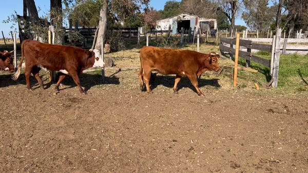 Lote 30 Vaquillonas 1 a 2 años en Paysandú, Chapicuy