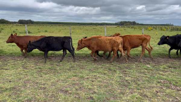 Lote 88 Vaquillonas 1 a 2 años en Los Feos, Tacuarembó