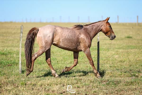 Lote Begoña Don Salvador