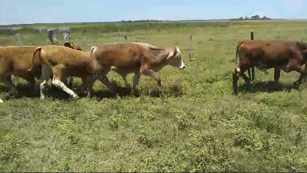 Lote 23 Terneros