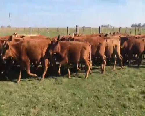 Lote 100 Terneros en Santo Tomé, Corrientes