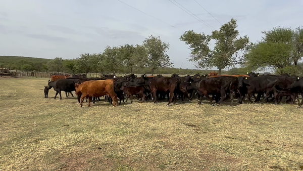 Lote 73 Vacas CUT con cría en La Pampa, Ataliva Roca