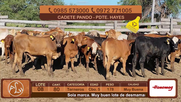 Lote Lote 8