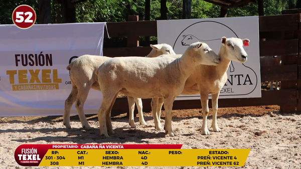 Lote LOTE 52