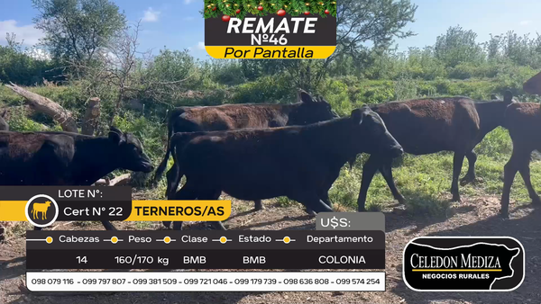 Lote 14 Terneros y Terneras en Conchillas, Colonia