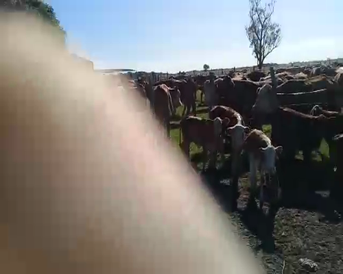 Lote 172 Vacas nuevas C/ cria en Corrientes, Santa Lucía