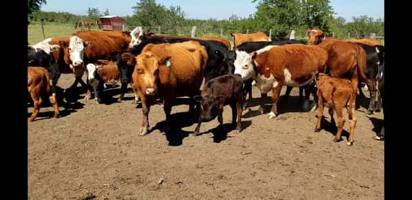 Lote 26 Vacas CUT con cría en Villaguay, Entre Ríos