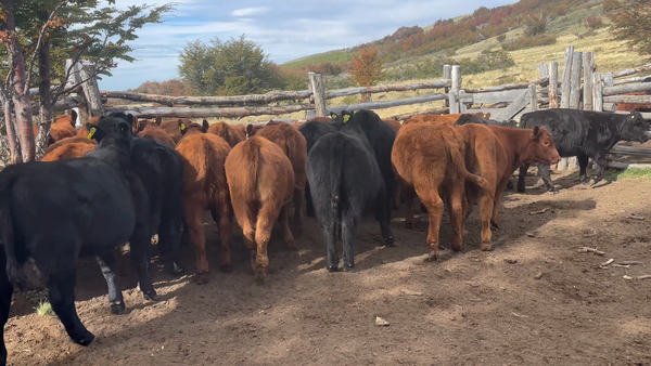 Lote 30 Ternera en Coyhaique, XI Región Aysén
