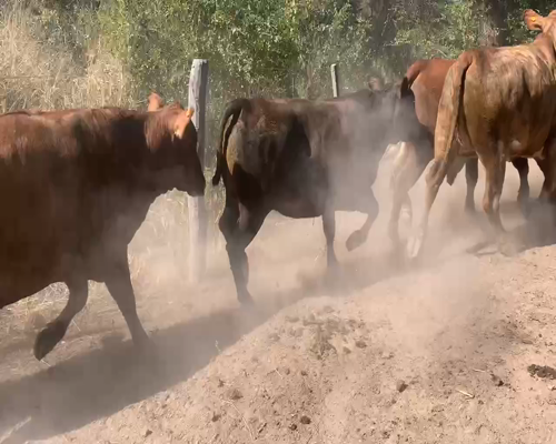 Lote 65 Vacas de invernar en Juan José Castelli, Chaco