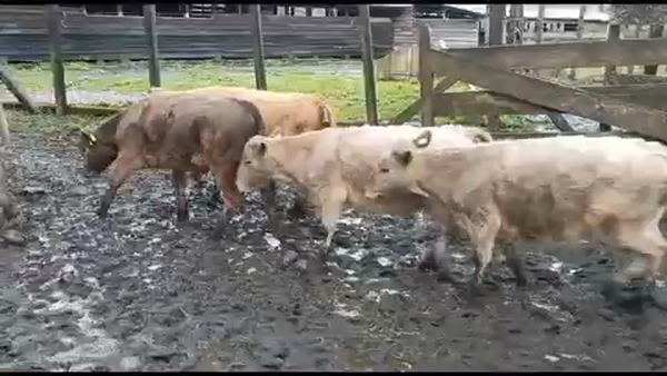Lote 30 Ternero en Lago Ranco, XIV Región Los Ríos