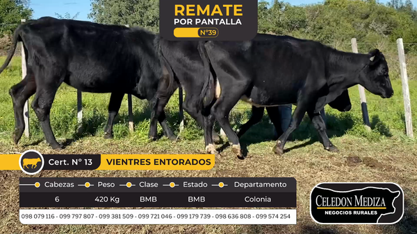 Lote 16 Vientres Entorados en Tarariras, Colonia