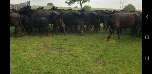 Lote 25 Vacas CUT con cría en Villaguay, Entre Ríos