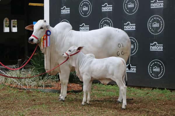 Lote Nelore a Bozal Expo Internacional 2022 RP 66- Lote 19
