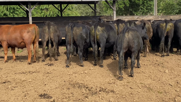 Lote 22 Novillo Gordo en Paillaco, XIV Región Los Ríos