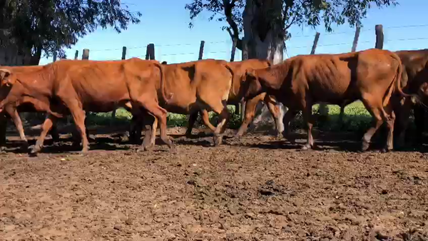Lote 55 Vacas nuevas Preñadas en Gran Guardia, Formosa
