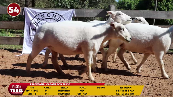 Lote LOTE 54