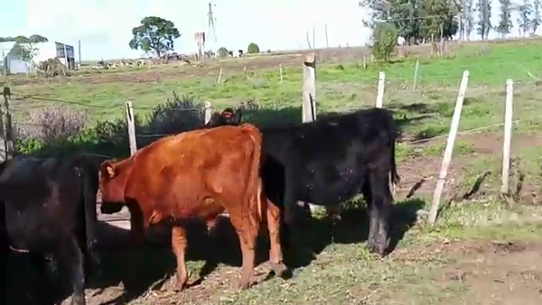 Lote 9 Terneros y Terneras a remate en Pantalla Camy Mayo - Desde La Cuenca 150kg - , San José
