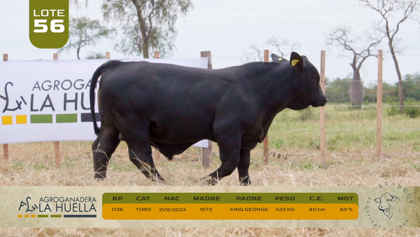 Lote LOTE 56