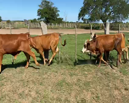 Lote 137 Terneros en Ituzaingó, Corrientes