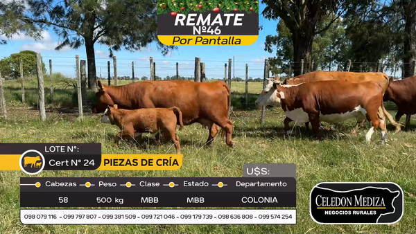 Lote 58 Piezas de cría en Otra Localidad, Colonia