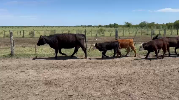 Lote 140 Vacas CUT con cría