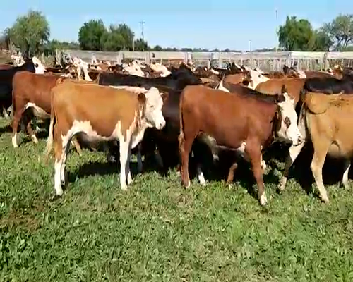 Lote 100 Novillitos y vaquillonas en Villaguay, Entre Ríos