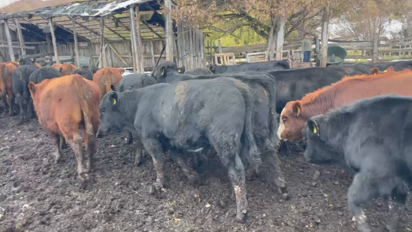 Lote 35 Ternero en Coyhaique, XI Región Aysén