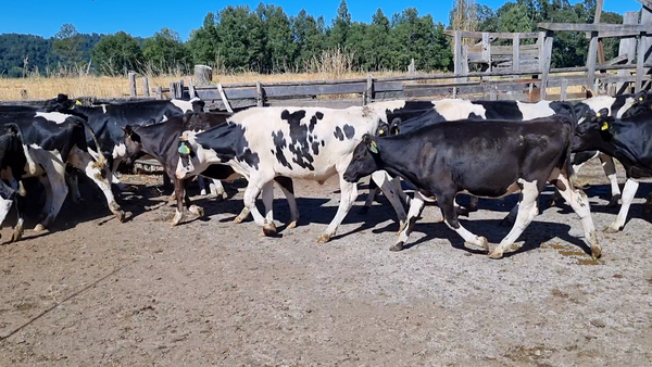 Lote 28 Novillo Engorda en Freire, IX Región Araucanía