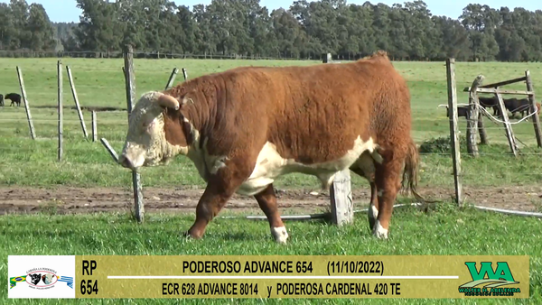 Lote Toros Hereford a remate en Cabaña La Poderosa, Florida