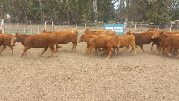 Lote 75 Terneras en Daireaux