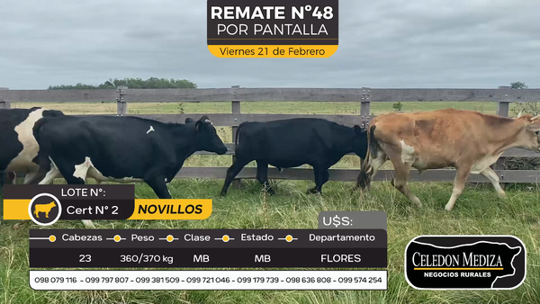 Lote 23 Novillos en Otra Localidad, Flores