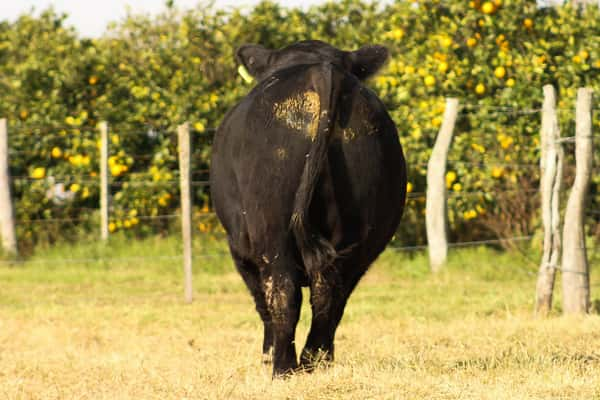 Lote CABAÑA COEMBOTÁ: RP 258