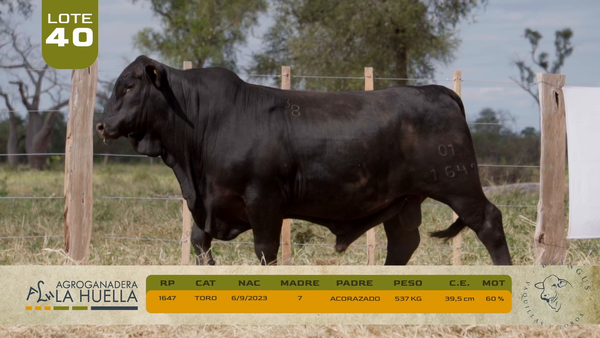 Lote LOTE 40