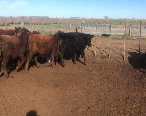 Lote 62 Terneros en Casbas, Buenos Aires