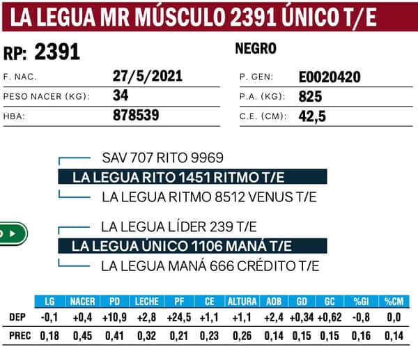 Lote TOROS ANGUS PP