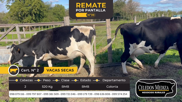 Lote 2 Vaca en Colonia