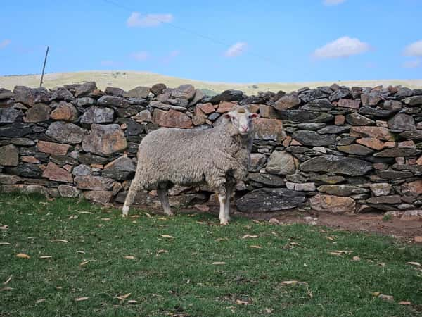 Lote Carneros a remate en Subasta Online - Nambi Guasu, Lavalleja